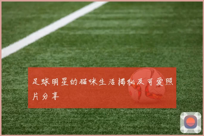 足球明星的猫咪生活揭秘及可爱照片分享